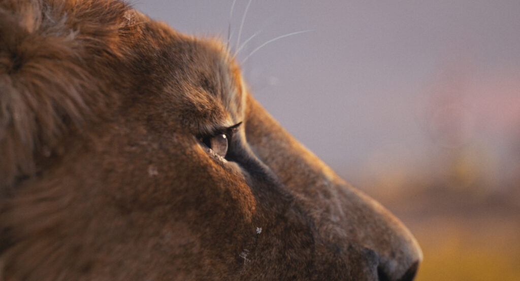 Mufasa - Il re leone, live action diretto da Barry Jenkins. Courtesy of Disney. All Rights Reserved